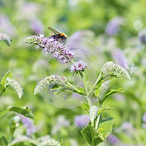 Blooming Mint longifolia lat. Mentha longifolia