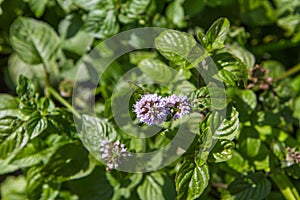 Blooming mint plant