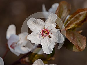 Blooming mirabelle plum tree in spring