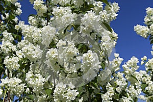 Blooming mock-orange