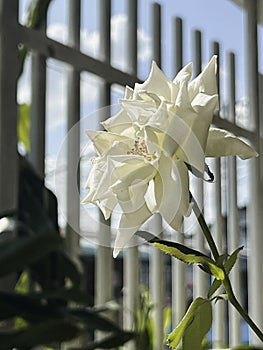 Blooming Moonstone Rose,brightness white cream color