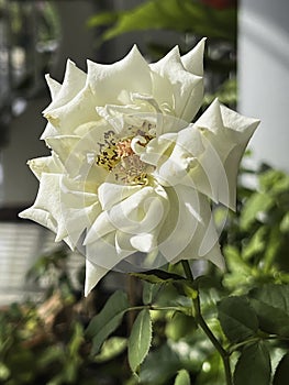 Blooming Moonstone Rose,brightness white cream color