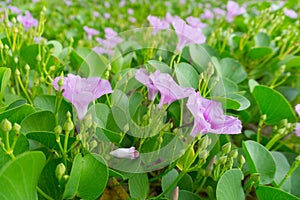 Blooming Morning Glory flowers on the beach