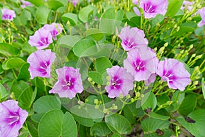 Blooming Morning Glory flowers on the beach