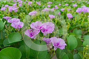 Blooming Morning Glory flowers on the beach