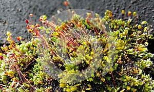 Blooming moss, Green Moss, shot of growing moss.