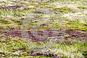 Blooming moss Iceland photo