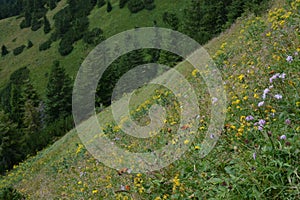 Blooming mountain meadow, forest background