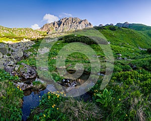 Kvetoucí horská louka, zelená tráva, skály, horský hřeben v pozadí. Nízké Tatry