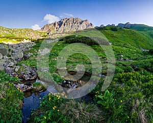 Kvitnúca horská lúka, zelená tráva, skaly, horský hrebeň v pozadí. Nízke Tatry