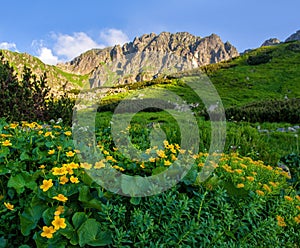 Blooming mountain meadow, green grass, rocks, mountain ridge in the background.