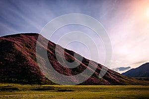 Blooming mountain slopes on background of blue sky with light white clouds in the beautiful sunlight. Rhododendron rose bushes