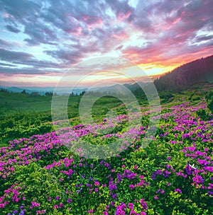 Blooming mountains scenery, stunning summer dawn landscape, amazing blooming pink rhododendron flowers, amazing panoramic nature 
