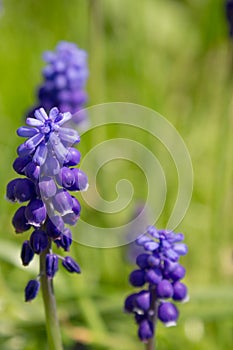 Blooming mouse hyacinth