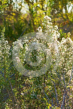 Blooming mule fat hardy toerant shrubbery with white blooms