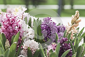 Blooming multi-colored hyacinths on a sunny day