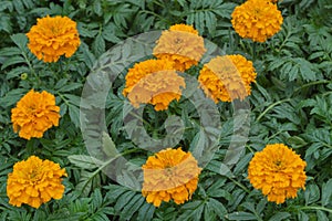 Blooming multi-petalled fluffy flowers of marigold-Tagetes are bright orange with juicy densely growing dark green carved leaves