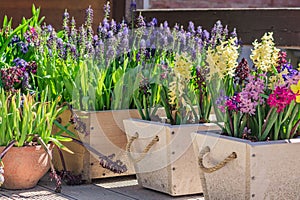 Blooming multicolor hyacinths growing in wooden pots, garden decoration