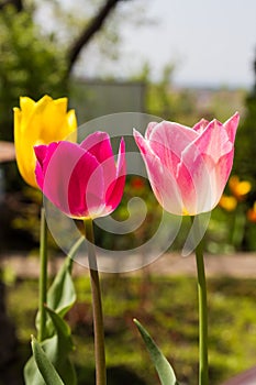 Blooming multicolored tulips