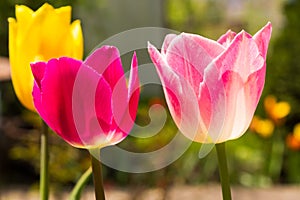 Blooming multicolored tulips