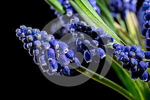 Blooming Muscari Alida flowers on a black background