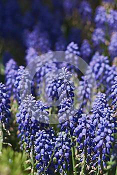 Blooming Muscari flower