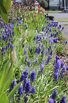 Blooming Muscari flowers in a garden