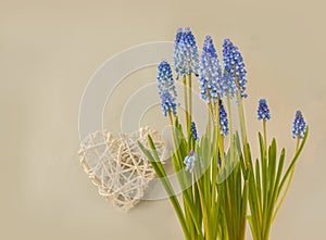 Blooming muscari on a gray background