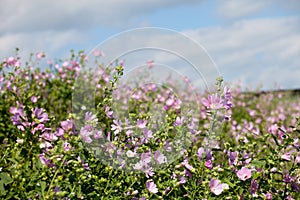 Blooming musk mallow field in summer light (Malva alcea, cut-lea