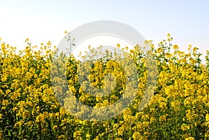 Blooming Mustard in California photo