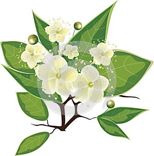 Blooming myrtle branch, vector illustration