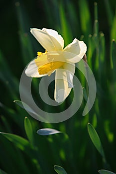 Blooming Narcissus flower, knows also as Wild Daffodil or Lent lily - Narcissus pseudonarcissus - in spring season in a botanical