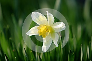 Blooming Narcissus flower, knows also as Wild Daffodil or Lent lily - Narcissus pseudonarcissus - in spring season in a botanical