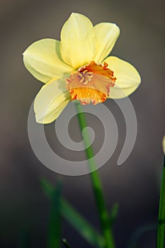 Blooming Narcissus flower, knows also as Wild Daffodil or Lent lily - Narcissus pseudonarcissus - in spring season in a botanical