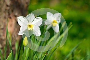 Blooming narcissus. Flowering white daffodils at springtime. Spring flowers. Shallow depth of field. Selective focus.