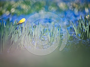 Blooming narcissus flowers between blue grape hyacinth