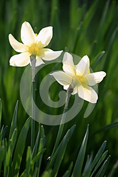 Blooming Narcissus flowers, knows also as Wild Daffodil or Lent lily - Narcissus pseudonarcissus - in spring season in a botanical