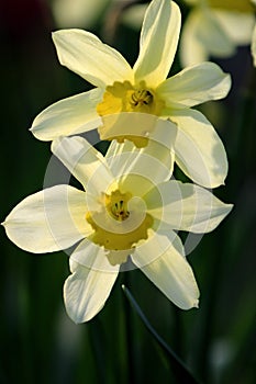 Blooming Narcissus flowers, knows also as Wild Daffodil or Lent lily - Narcissus pseudonarcissus - in spring season in a botanical