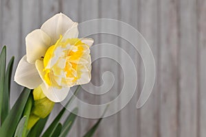 Blooming `Narcissus Westward` spring flower plant with yellow and white blossoms on side of wooden background