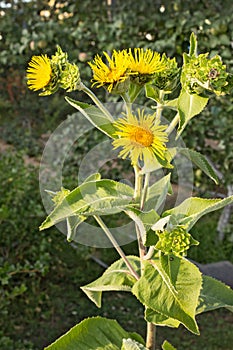 Blooming nard against the green garden