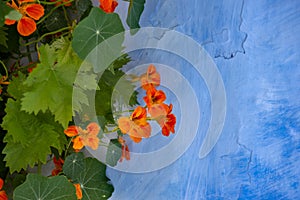 Blooming nasturtium on a blue wall