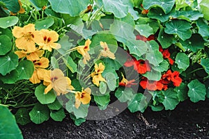 Blooming nasturtium plants with orange and yellow flowers, Tropaeolum majus in garden