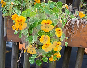 Blooming nasturtiums in a flower box by the fence photo