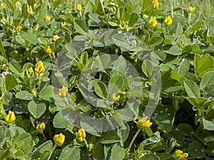 Blooming and naturalness of alfalfa grass photo