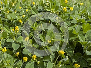 Blooming and naturalness of alfalfa grass