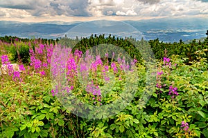 Blooming nature of the High tatras mountains, Strbske pleso, Slovakia, nature landscape