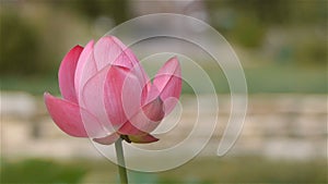 Blooming Nelumbo Nucifera, Lotus flower close up