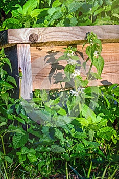 Blooming nettle with white blossoms at the wooden bench