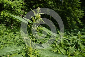 Blooming nettles in a forest glade
