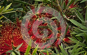 Blooming New Zealand Christmas Tree, Pohutukawa, Metrosideros excelsa, North Island, Nueva Zelanda photo